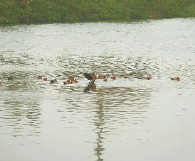 Biodiversity Management